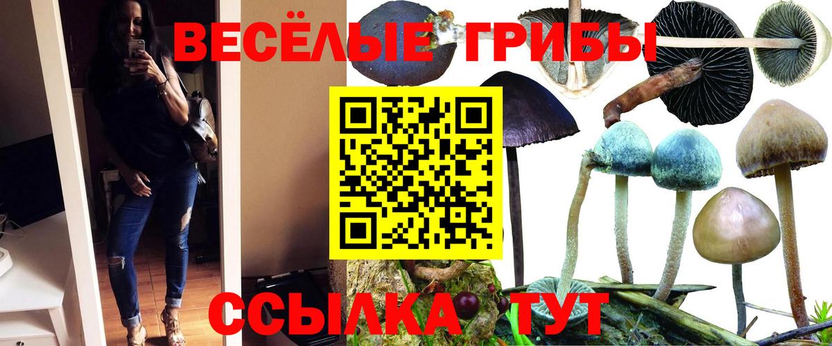 Псилоцибиновые грибы Psilocybine cubensis Нефтекумск